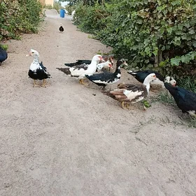 Indautgalar