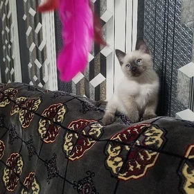 сиамский котенок