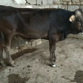ŞWES TOHUM OKÜZ ARASSA