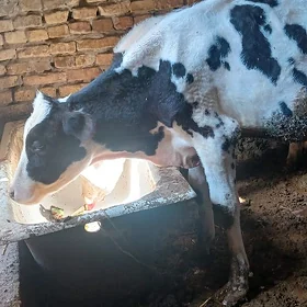 ОКУЗ ГАЛЬШТЕЙИН