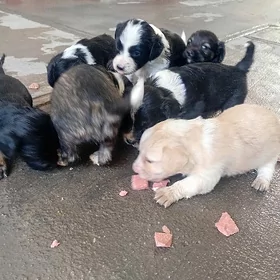 щенок 🐕