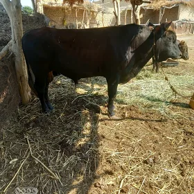 öküz