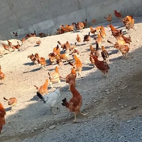 juyje