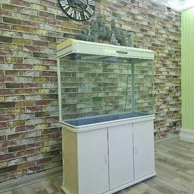 balyk akwarium