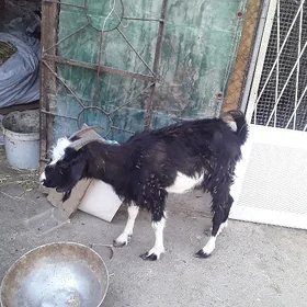 geçi