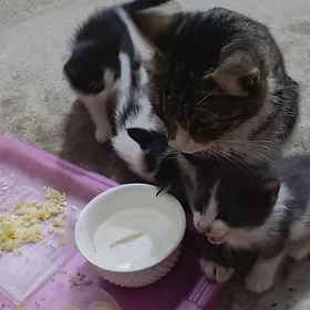 пишик чагалары, котенок