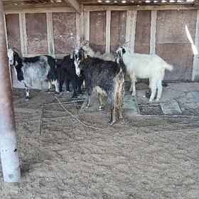 Geci