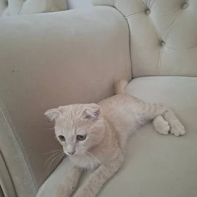 pişik