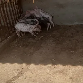 Donuz