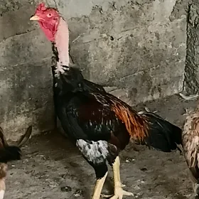 taskent horaz