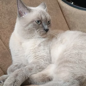 кот