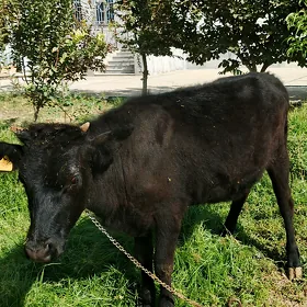 tüwe