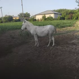 Eşek