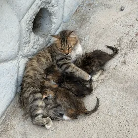 Pişik