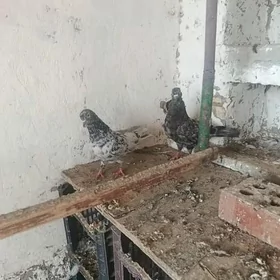 kepderi gerek