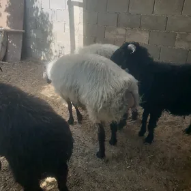 semiz öweç