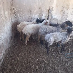 Goc kuzi