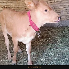 Göleli sygyr