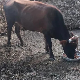 tüwe