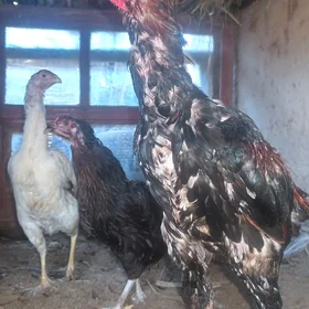 Paroda horaz