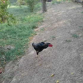 baýsy