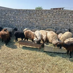 Toklular