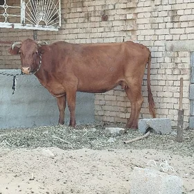 sygyr