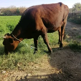 Unajin gysyr