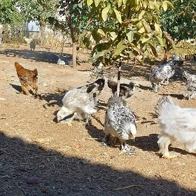 Balgar brama