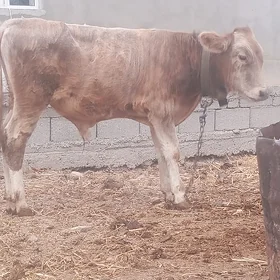 ÖKÜŽ