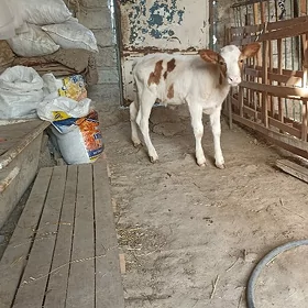 göle