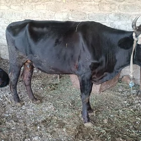 ölçekli sygyr