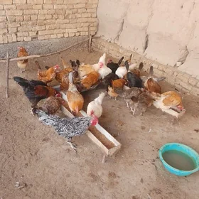 TOWUKLAR