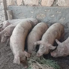 Donuz 10 aylyk ahta 70 80 kilo