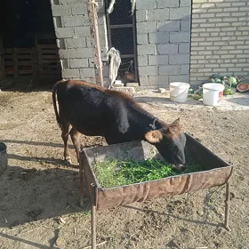 TÜWE
