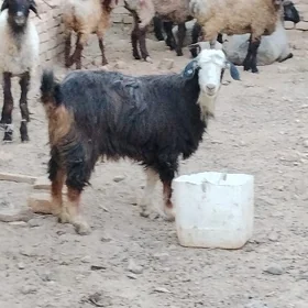 semiz toklylar