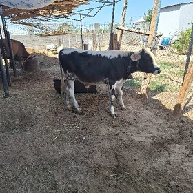 TOHUM OKUZCE