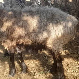 Bakylan goyun