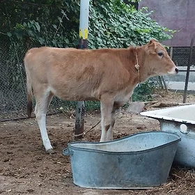 ŞIWET TÜWE WE ÖKÜZLER 2 SANY
