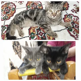 Котята полукровки