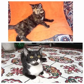 Котята