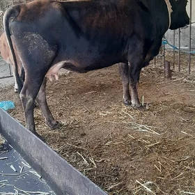 bakylan sygyr