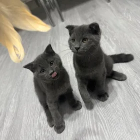 Шотландские котята