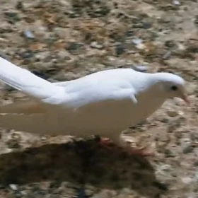 Kepderi