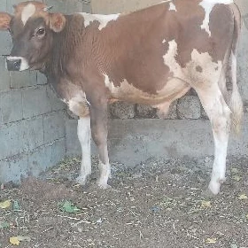 öküz
