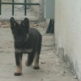 Авчарка