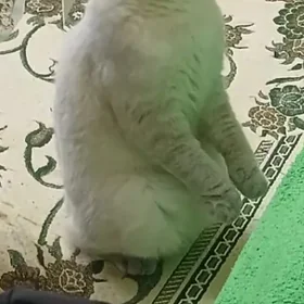 Шотландский pisxik