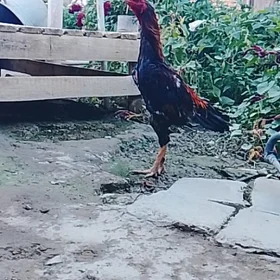 Bet Guş