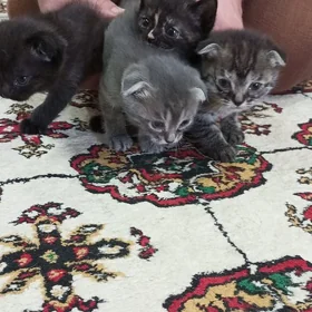 котята вислоухие