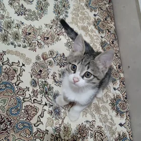 Котенки